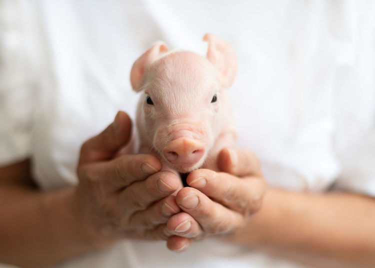 Midsection of woman holding piglet