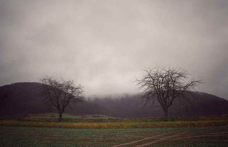 Bare tree on field against sky
