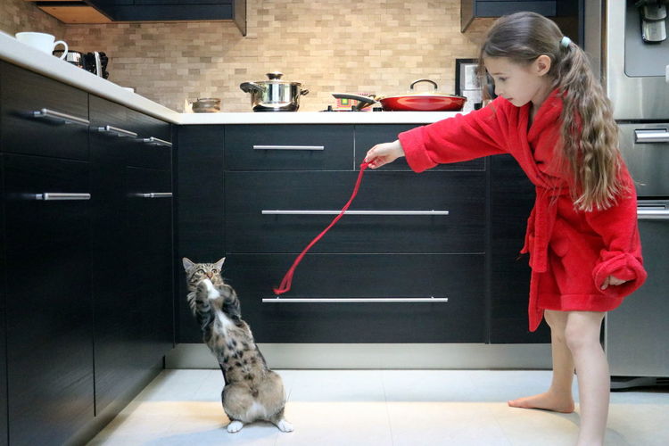 cat