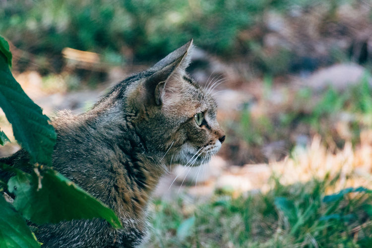 Close-up of a wild cat on field