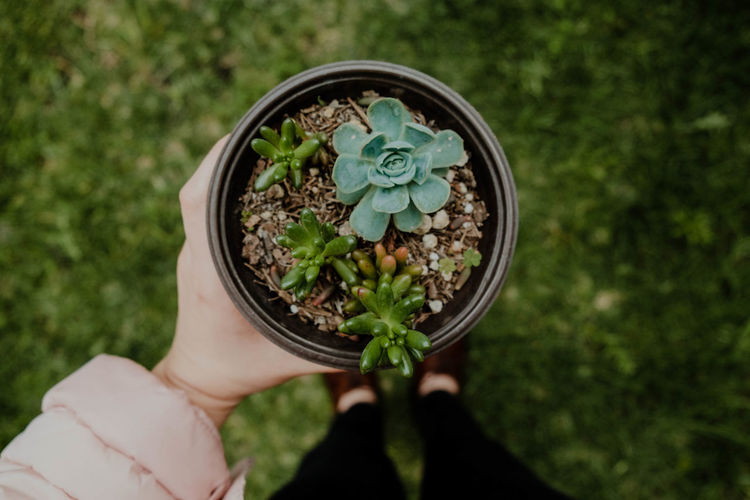 High angle view of person holding potted plant