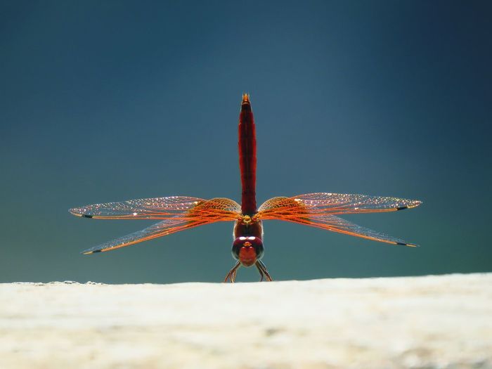 Close-up of dragonfly on surface against clear blue sky