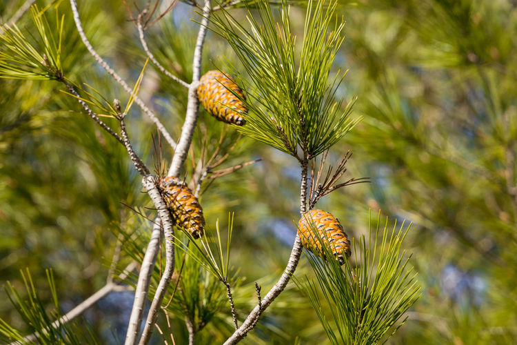Close-up of pine cone on branch