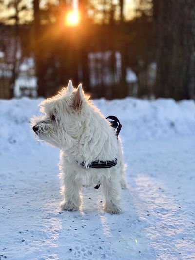 White dog on snow covered land