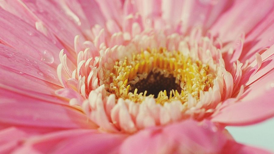 Extreme close-up of wet pink gerbera daisy blooming outdoors