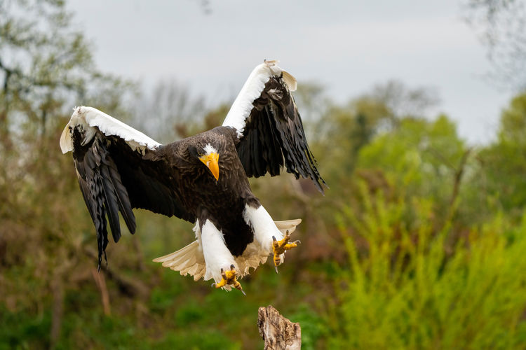 Close-up of eagle flying against blurred background