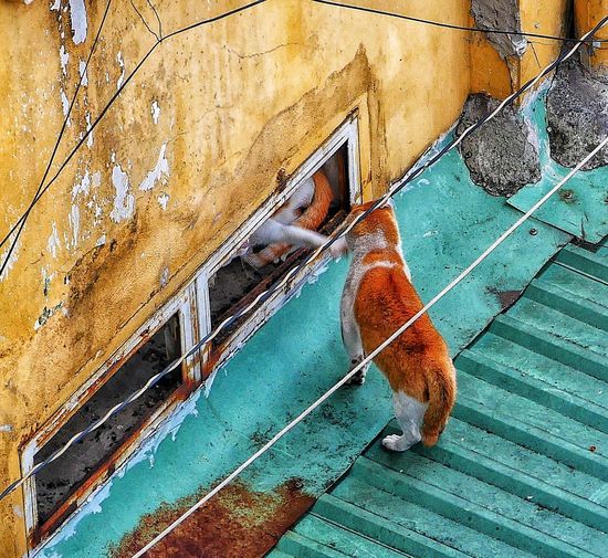 High angle view of dog on old wall