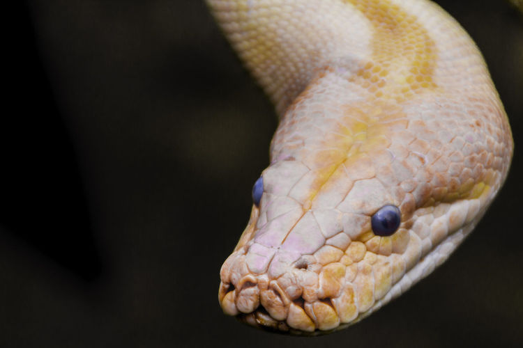 Close-up of burmese python looking away