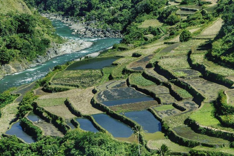 High angle view of rice terraces