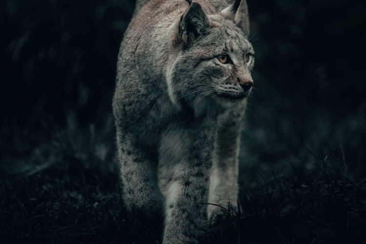 Close-up of cat