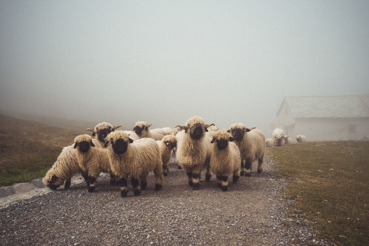 Herd of valais blacknose sheep walking through alpine village in fog