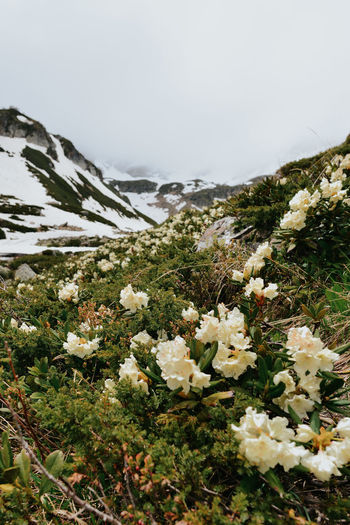 White flowering plants on snow covered mountain against sky