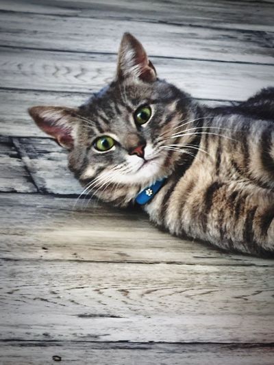 Portrait of tabby cat lying on wood