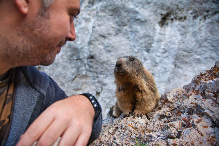 Game of glances between marmot and man