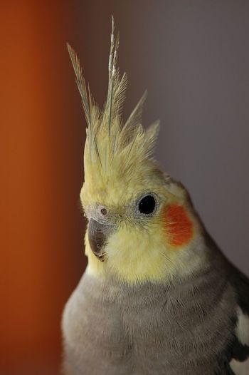 Close-up of cockatiel
