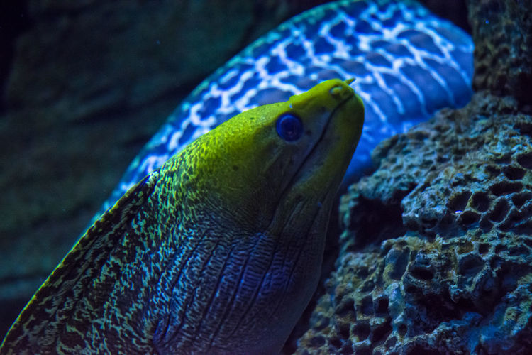 Close-up of  colourful eel