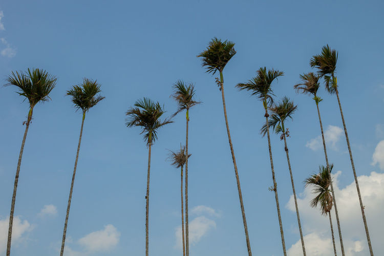 Low angle view of coconut palm trees against blue sky