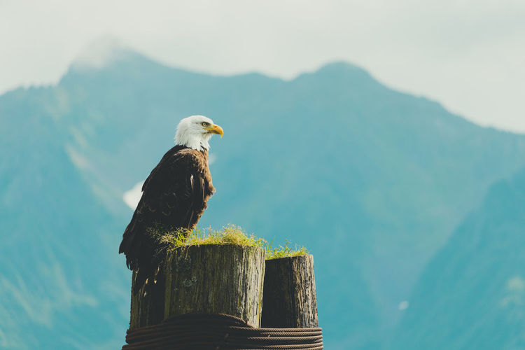 Eagle on resurrection bay