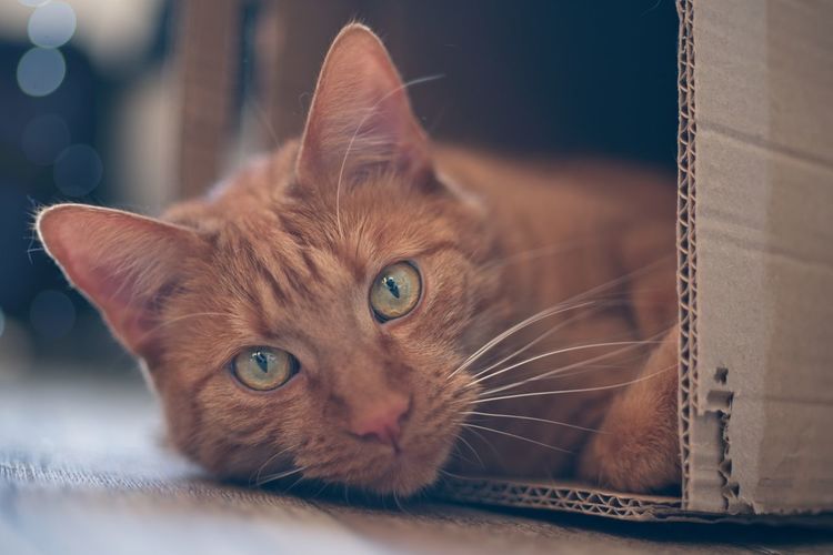 Close-up portrait of cat relaxing in cardboard box