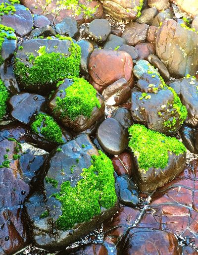 High angle view of colorful plants growing on rocky shore