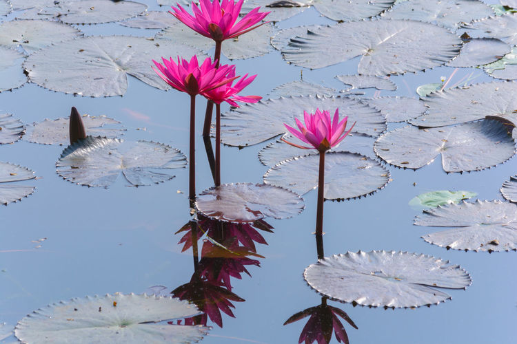 High angle view of pink lotus water lilies in lake
