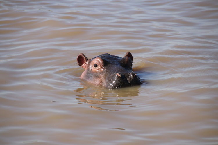 Close-up portrait of swimming in lake