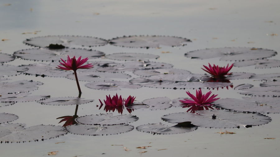 Close-up of red flower floating on water