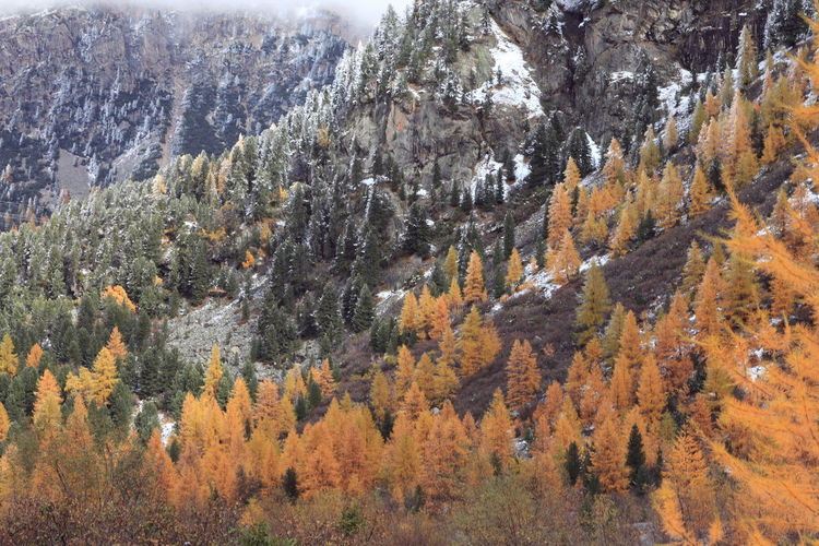 Pine trees in forest during autumn