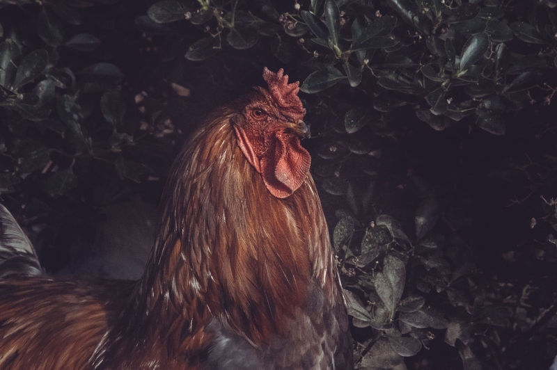 Close up of a rooster