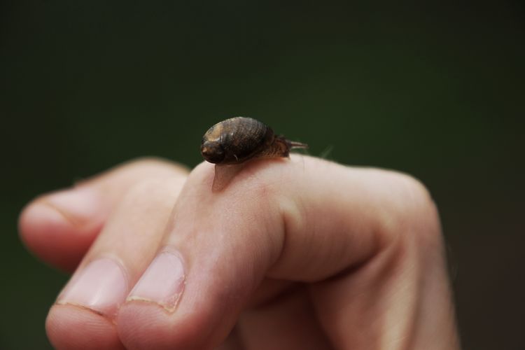 Close-up of a hand holding snail