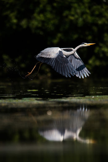 Grey heron, ardea cinerea in flight over water