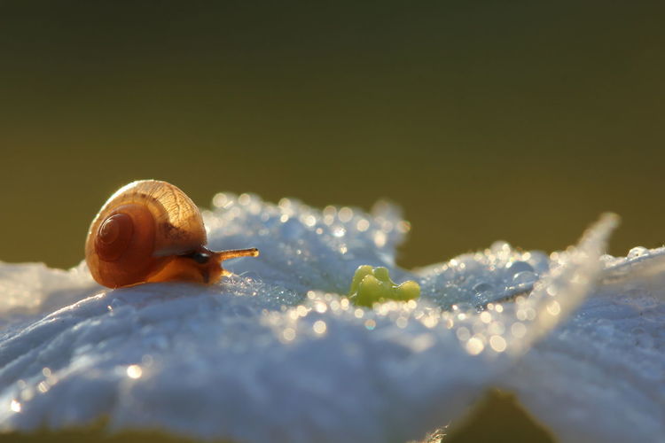 Close-up of snail on plant