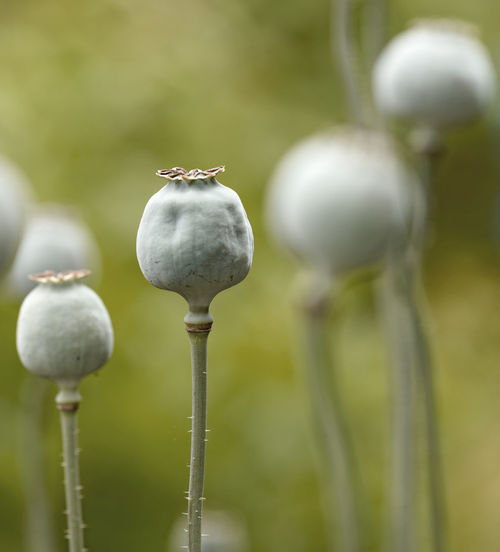 Close-up of flowering plant