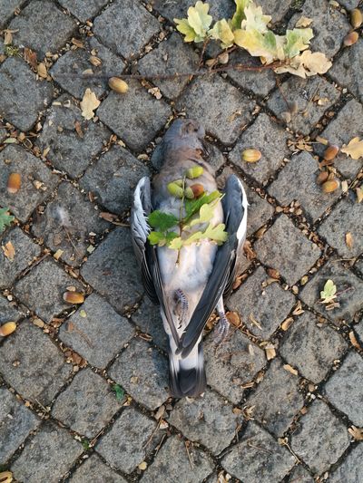 High angle view of dead  pigeon and leaves on footpath