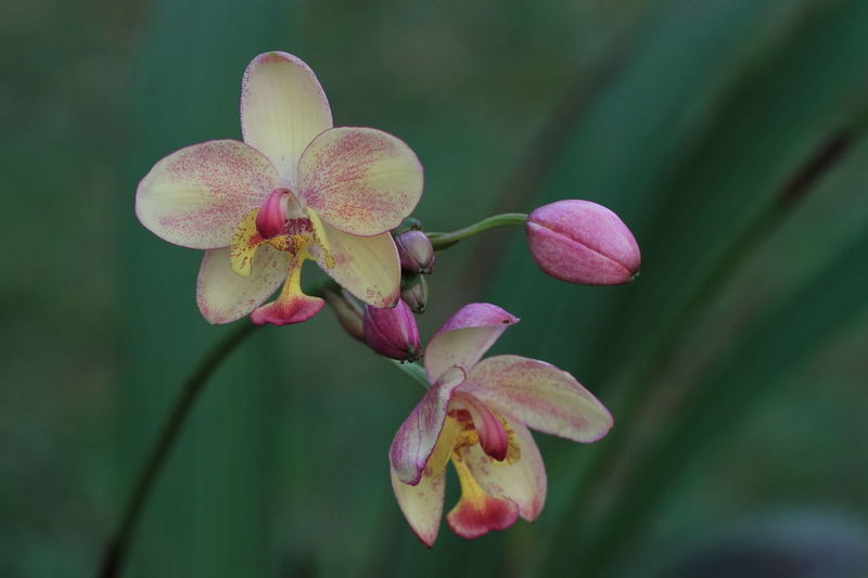 Close-up of pink orchid flower