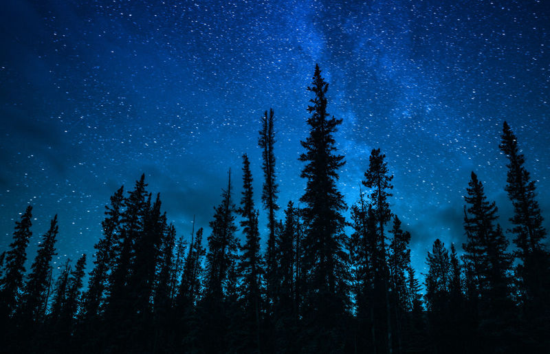 Silhouette pine forest under milky way galaxy and stars