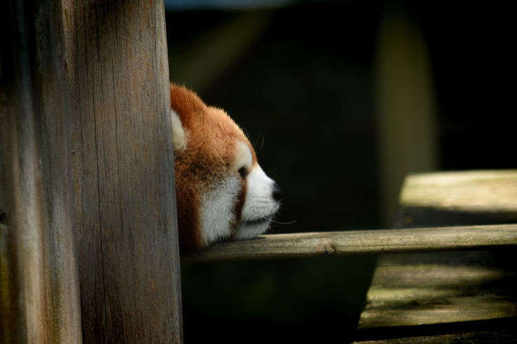 Close-up of a sleeping red panda