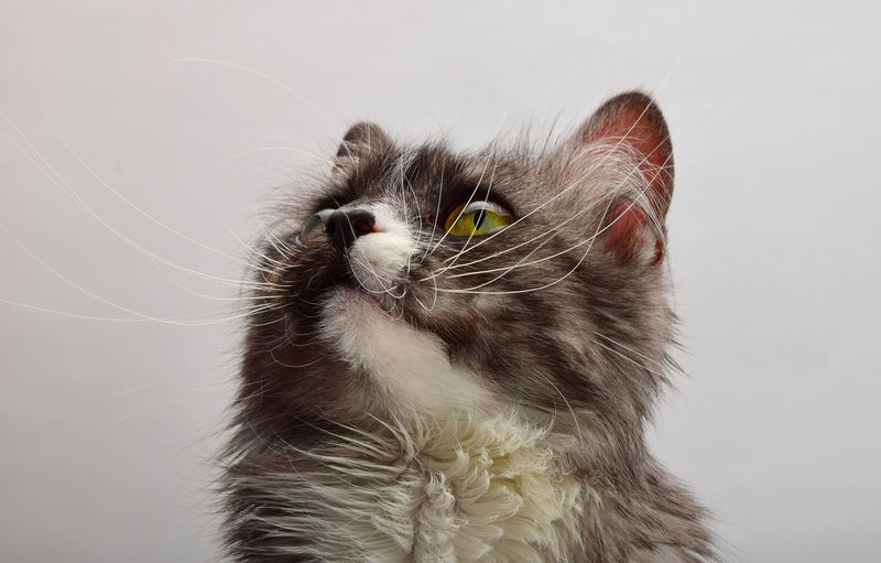 Close-up of cat