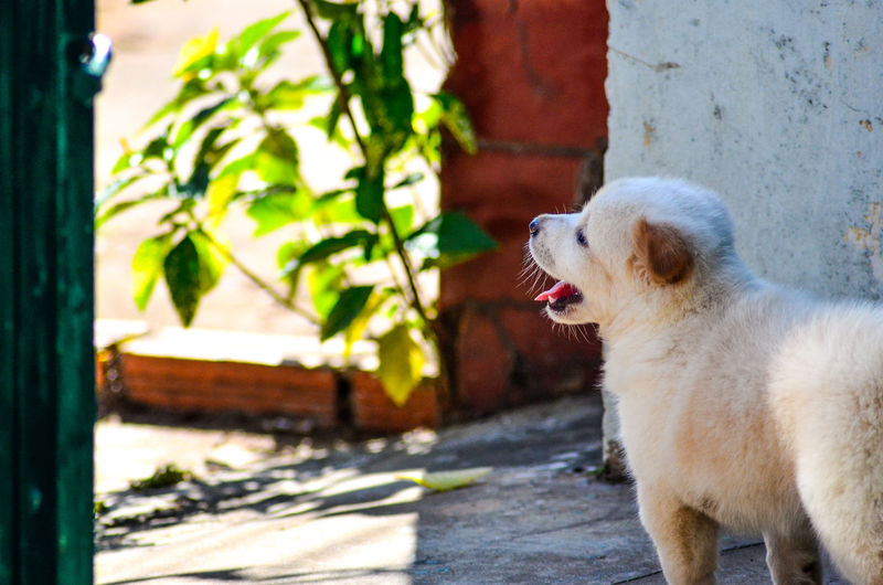 Puppy standing against wall