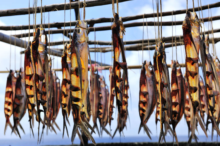 Close-up of fish hanging against sky