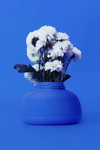Bouquet chrysanthemums in blue interior. art fashion design. minimalism
