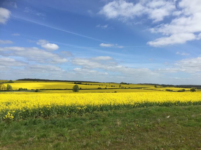 Yellow flowers blooming on agricultural field against sky