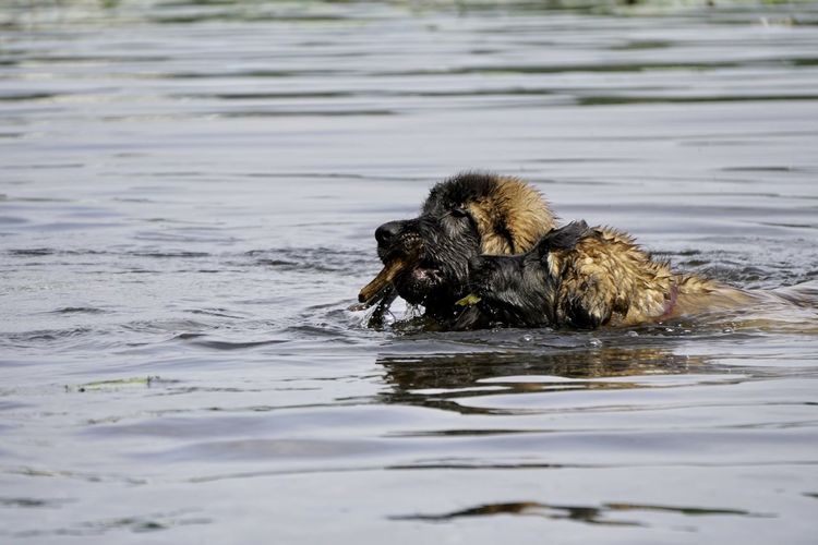 Dog swimming in a lake