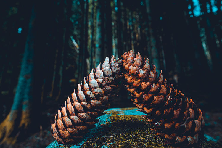 Close-up of pine cone on tree in forest