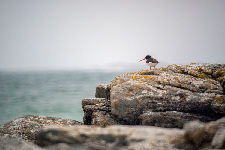Oystercatcher perched on rock by sea shore against clear sky