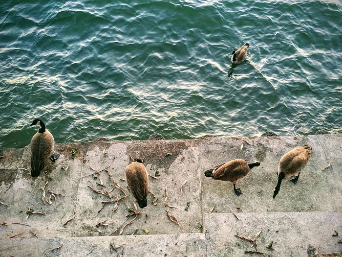 High angle view lakeside canadian geese eating on seawall.