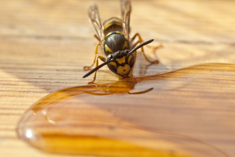Close-up of bee eating honey on wooden table