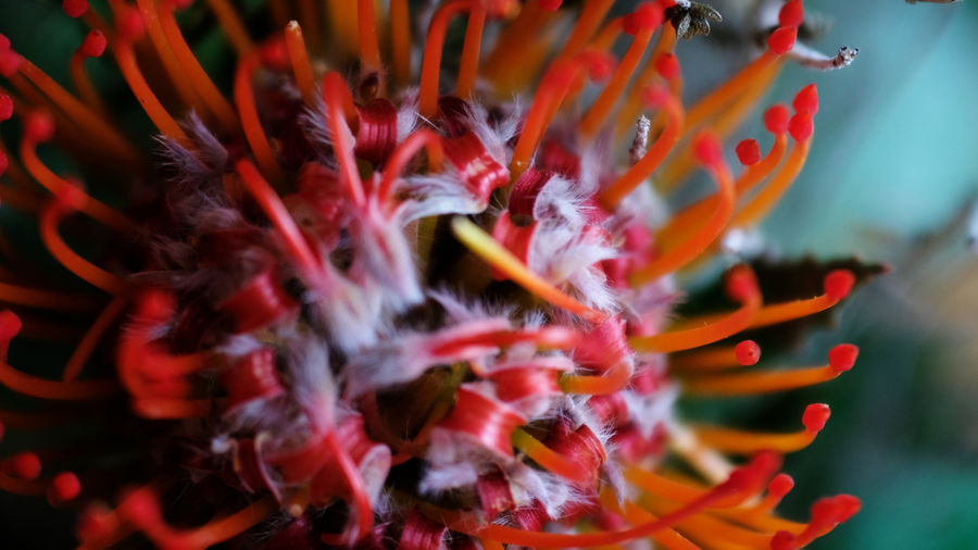 Close-up of red flower