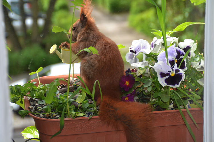 Close-up of red squirrel on flower pot