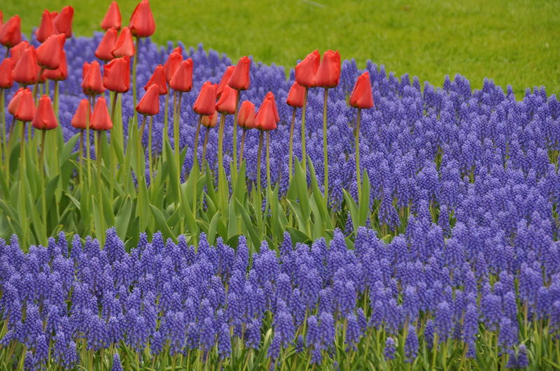 Grape hyacinths and tulips blooming in park